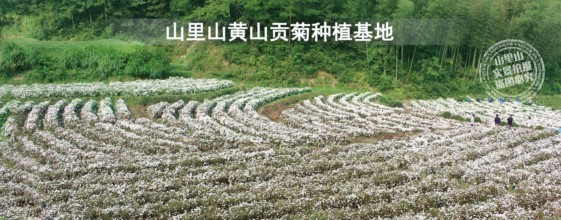 貢菊