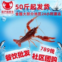 789錢湖南湖北武漢清水活體小龍蝦肉苗水產(chǎn)新鮮龍蝦養(yǎng)殖基地海鮮