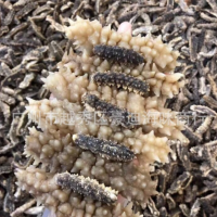 豪迪深海海參澳洲 黑刺參 印尼黑刺王參40~120頭非遼參批發(fā)
