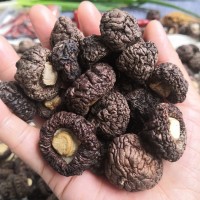 珍珠菇 小香菇干貨 金錢菇 福建古田香菇冬菇特產(chǎn) 漳平香菇