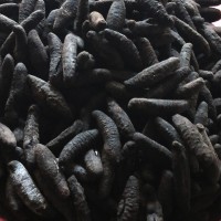 土耳其淡干海參批發(fā) 米刺海參酒店宴會食材貨源供應(yīng)無刺海參原料