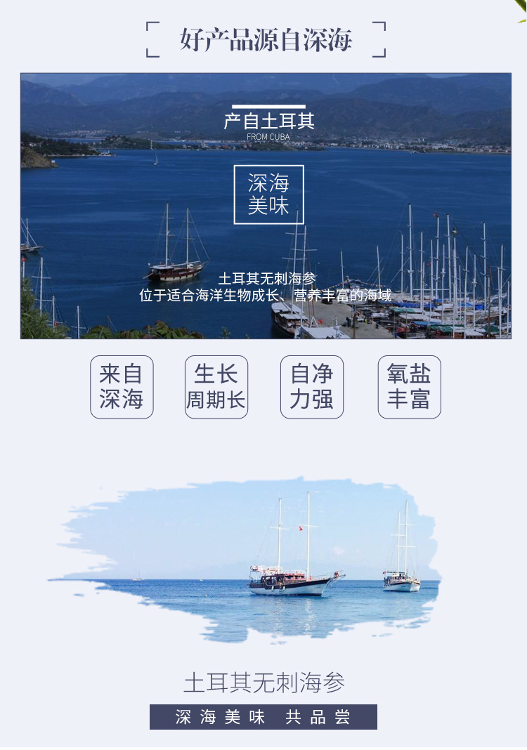 土耳其無刺海參_02