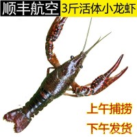 湖北清水小龍蝦鮮活 3斤5斤家庭食用兩蝦新鮮活蝦大龍蝦順豐包郵