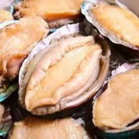 批發(fā)帶殼去內(nèi)臟冷凍鮑魚400g 8頭 10頭 12頭熟凍鮑魚 火鍋鮑
