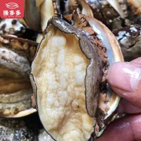 海鮮鮮活 帶殼鮑魚4頭5頭6頭/斤規(guī)格齊全福建東山產(chǎn)地貨源 批發(fā)