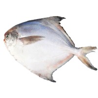 寧波象山東海新鮮白鯧魚(yú) 冰凍水產(chǎn)小鯧魚(yú)60/80規(guī)格 廠家直供現(xiàn)貨