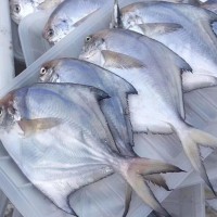 寧波象山東海新鮮白鯧魚(yú)冰凍水產(chǎn)小鯧魚(yú) 100-120規(guī)格 水產(chǎn)批發(fā)