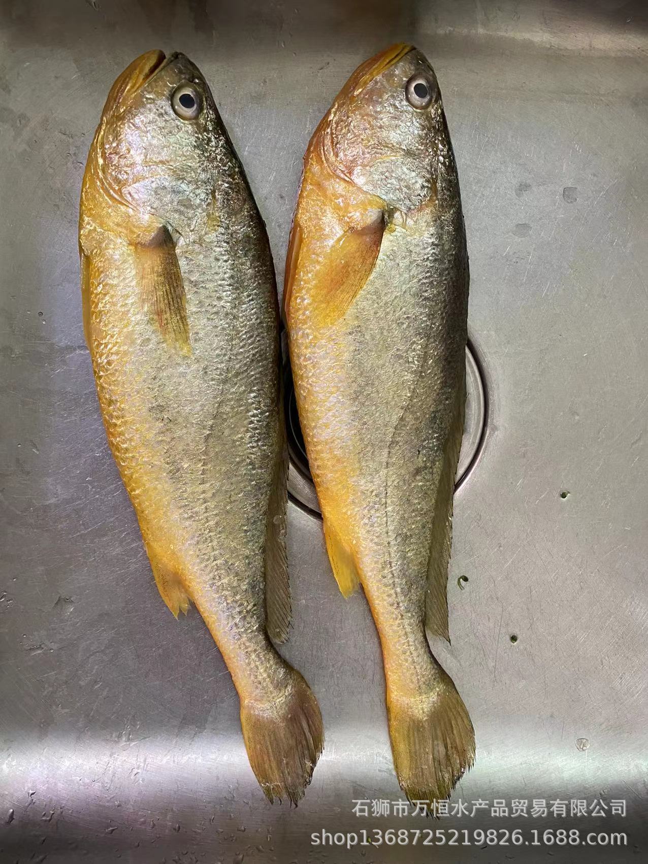 大黃花魚-1