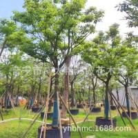 廣東園林工程綠化香樟樹苗香樟大樹假植苗喬木灌木風(fēng)景樹行道樹苗