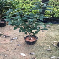供應(yīng)：福建花卉 永?；ɑ?青青花卉 綠化苗 桂花苗 桂花樹