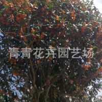 福建花卉 南方花卉 桂花 茶花 種植基地批發(fā)