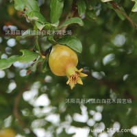 石榴樹苗突尼斯軟籽庭院樹盆栽南方北方種植特大無籽石榴樹苗