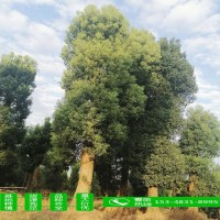 苗圃直供 香樟 精品香樟樹 香樟大樹 多桿香樟 量大價優(yōu)