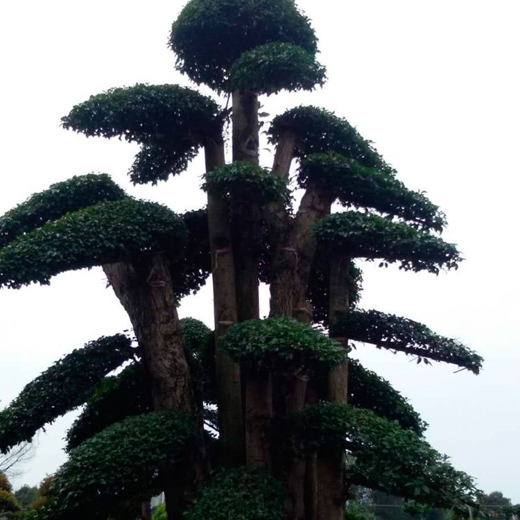 榆樹(shù)-(7)