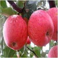 基地直供蘋果樹苗 矮化蘋果苗量大從優(yōu) 紅富士蘋果苗