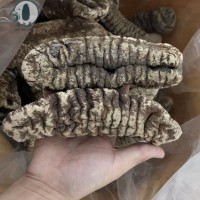 海之靈 淡干象牙參批發(fā)所羅門象牙參肉質(zhì)厚足干2頭 海參干貨批發(fā)