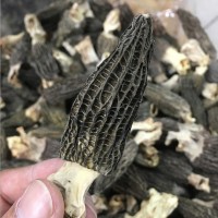 云南特級羊肚菌原產(chǎn)地散裝食用頭茬羊肚菌