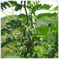 大量批發(fā)皂角樹苗1公分2公分3公分皂莢樹苗價(jià)格行道風(fēng)景防護(hù)綠化