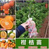 沃柑苗嫁接苗當(dāng)年結(jié)庭院盆栽紅江橙皇帝柑桔金葵金秋沙糖桔果樹(shù)苗