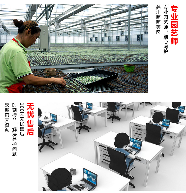 多肉詳細(xì)0.3