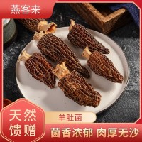 羊肚菌新鮮剪腳云南香格里拉特產(chǎn)干貨滋補(bǔ)品火鍋煲湯料廠家批發(fā)