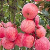 嫁接蘋果樹苗紅富士矮化苗金冠嫁接盆栽地栽苗南北方種植當(dāng)年結(jié)果