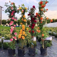 批發(fā)藤本月季花苗爬藤薔薇多季開花歐月玫瑰濃香庭院植物花卉花墻