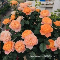 歐月月季花盆栽花卉植物四季開花灌木樹苗綠植果汁陽臺玫瑰花小苗