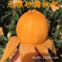 四川新品種無核砂糖枇杷樹苗盆栽地栽無籽枇杷苗嫁接果樹苗枇杷樹