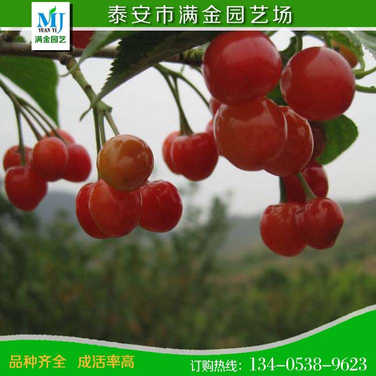 櫻桃00