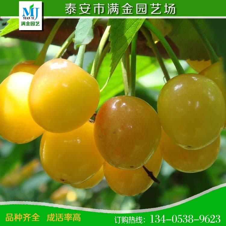 櫻桃33