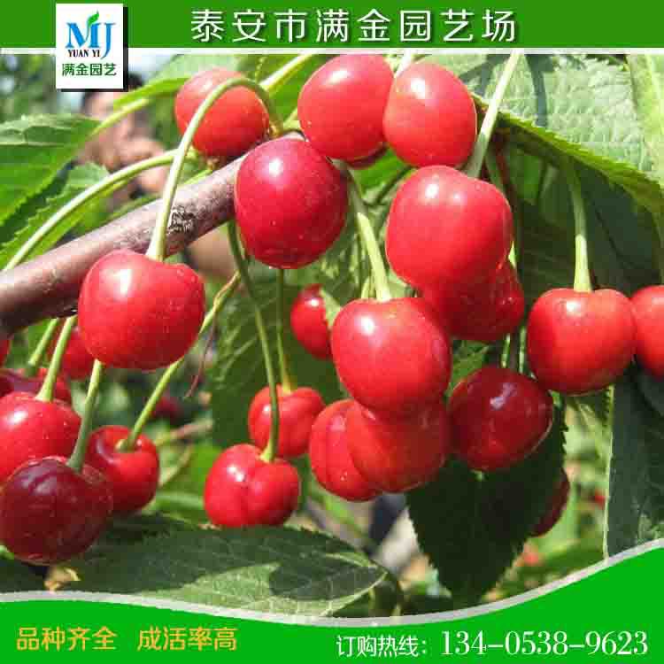 櫻桃苗88
