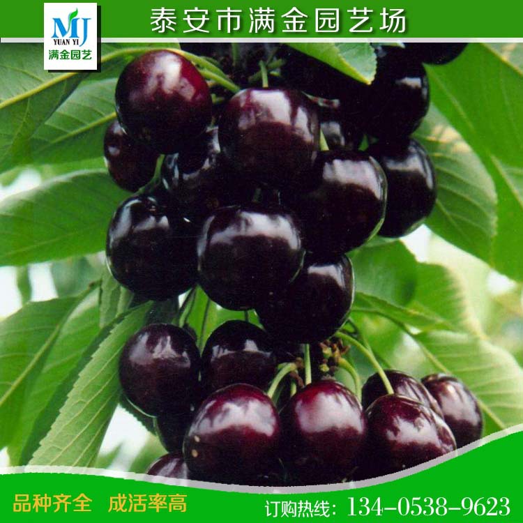 櫻桃11