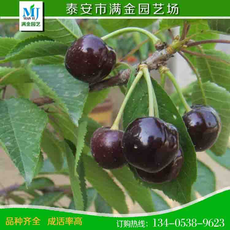 櫻桃苗440jpg