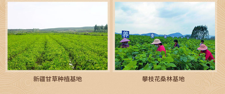 金銀花菊花茶TM040 描述10