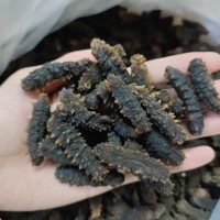 印尼小刺參 純淡干海參干貨 大貨批發(fā) 足干發(fā)貨 非即食海參