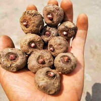 魔力魔芋種子云南10到40克脫水20%提供種植技術(shù)簽合同包回收