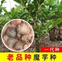 老品種黑桿魔芋一代云南高產(chǎn)魔芋種120粒種籽脫水消毒種球