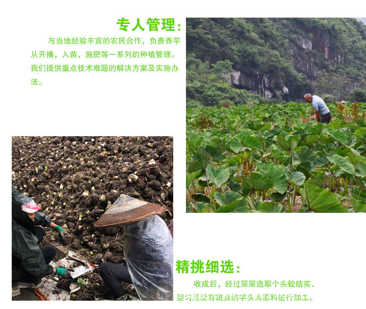 芋塊類_09.jpg