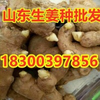山東生姜種子 小黃姜種 紅芽姜種 竹根姜種 品種齊全 畝產(chǎn)高