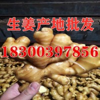 山東生姜批發(fā) 生姜種子 姜種批發(fā) 大黃姜小黃姜市場價(jià)格