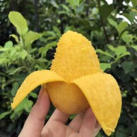 海南小臺農(nóng)芒果新鮮小臺芒現(xiàn)摘大果9斤當(dāng)季熱帶水果小甜心芒代發(fā)