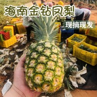 海南金鉆鳳梨17號新鮮現(xiàn)摘大果禮盒無眼菠蘿水果產(chǎn)地直供一件代發(fā)
