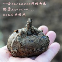 廣西桂林特產(chǎn)荔浦馬蹄苗脆甜無渣荸薺苗