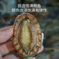 廠家直供3_12 鮑魚批發(fā) 福建東山帶殼活凍大鮑魚餐飲酒店食材供應(yīng)