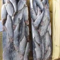 新鮮冷凍大鯡魚 批發(fā) 片凍 海洋館飼料 海產(chǎn)品