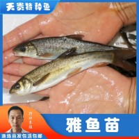 天貴漁業(yè)雅魚(yú)苗裂腹魚(yú)細(xì)鱗魚(yú)淡水養(yǎng)殖特種魚(yú)苗批發(fā)成活率高魚(yú)場(chǎng)發(fā)