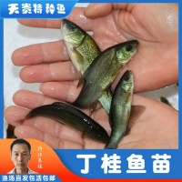 天貴水產(chǎn)丁桂魚(yú)苗半淡水魚(yú)好養(yǎng)活特種魚(yú)苗養(yǎng)殖基地批發(fā)淡水小魚(yú)苗