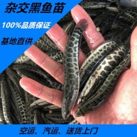 雜交黑魚苗批發(fā) 生魚苗 黑魚烏魚苗活體批發(fā)13826203296