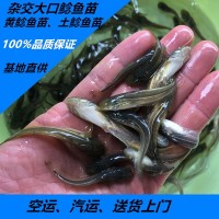 大量供應(yīng)批發(fā)淡水雜交大口鯰魚魚苗2須鯰魚苗價(jià)格實(shí)惠